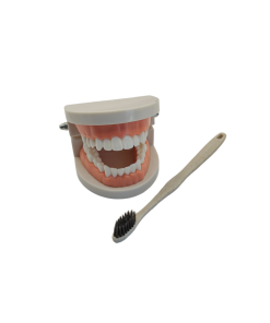 Macromodelo Dental con Cepillo