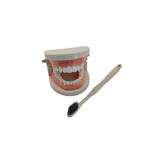 Macromodelo Dental con Cepillo