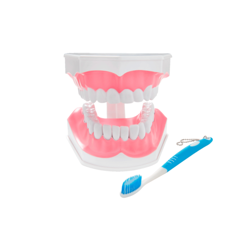 Macromodelo Dental con Cepillo