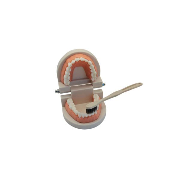 Alternative view of Macromodelo Dental con Cepillo