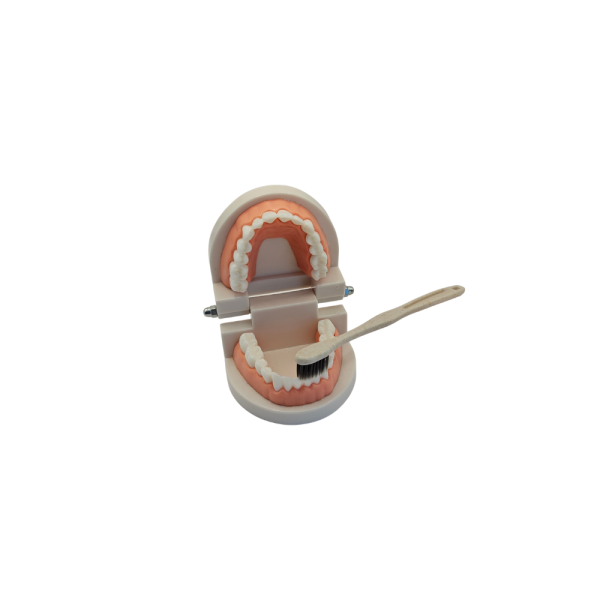 Macro Modelo con Cepillo | Alldental