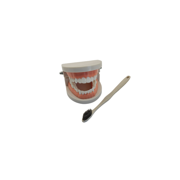 Macro Modelo con Cepillo | Alldental Detalle